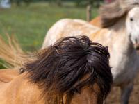 Islandpferd braun mit schwarzer Mähne